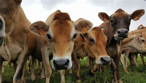 Stéphanie Lionne nous présente sa ferme biologique la ferme des 3