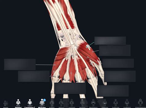 S Muscle ID Of Intrinsic Muscles Of Hand Diagram Quizlet