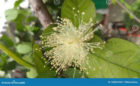 Guava flower stock image. Image of petals, outdoor, garden - 100833203