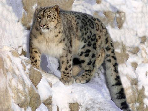 Leopardo de las nieves la guía de este felino en peligro de extinción