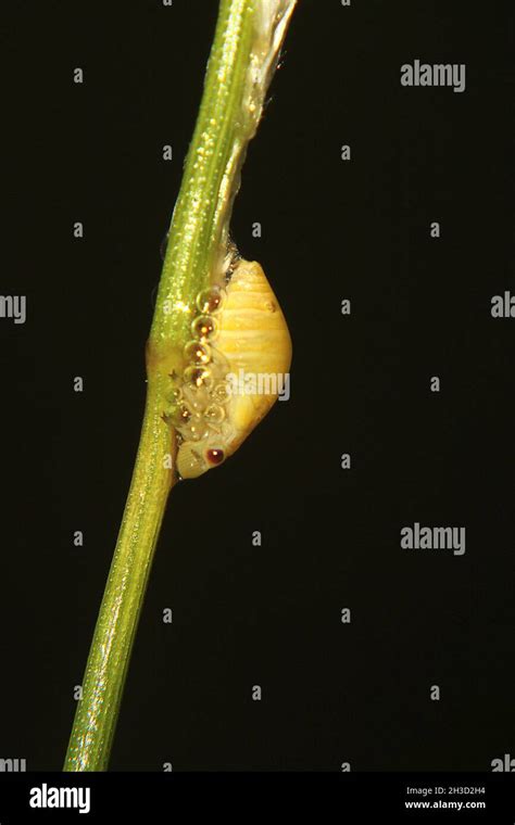 Spittlebug Philaenus Spumarius Nymph Stock Photo Alamy