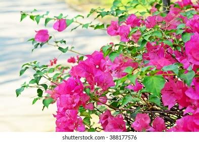 195 Shocking Pink Flower Tree Images, Stock Photos & Vectors | Shutterstock