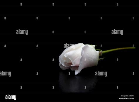 White Rose stem on black background Stock Photo - Alamy
