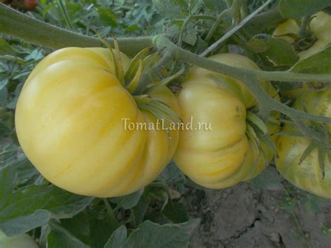 Томат Белый сахар: описание, ОТЗЫВЫ (9), фото | tomatland.ru