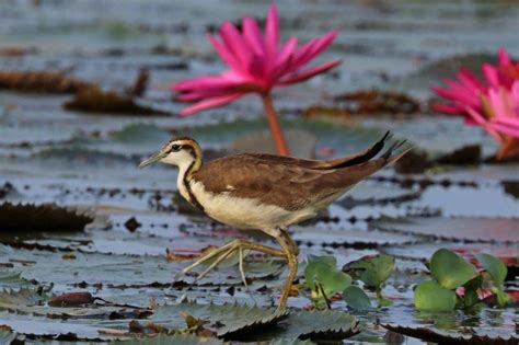 Pheasant Tailed Jacana