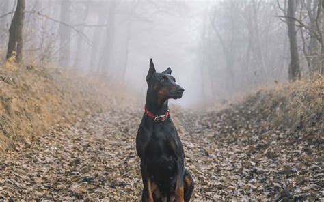 [100+] Doberman Wallpapers | Wallpapers.com