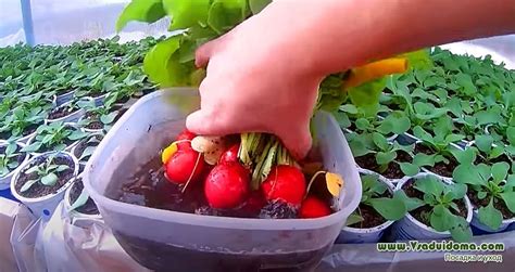 Japanese cherry radish (photo) - my reviews | A site about a garden, a ...