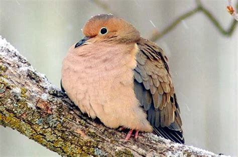 Mourning Dove Attracting Birds Birds And Blooms