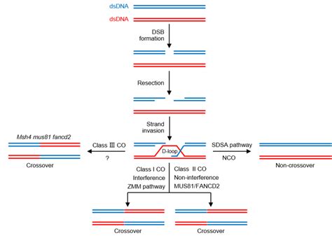 Meiotic Recombination Pathway Model In Plants Two Homologous