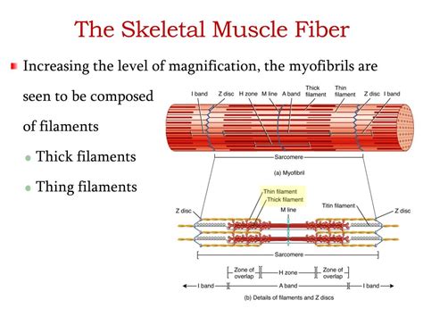 Ppt Organization Of Muscle Tissue Powerpoint Presentation Free Download Id 2276512