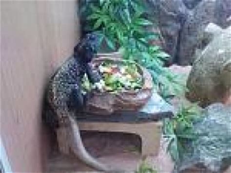 Chuckwalla Care Guide and Photos - BambooZoo