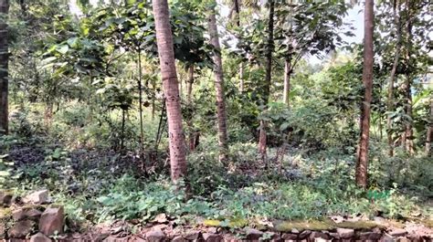 Residential Land For Sale In Varkala Near Varkala Kerala India