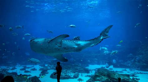 Antalya Aquarium: Ultimate Visitor's Guide | Trip Ways