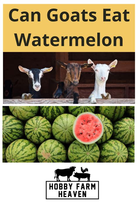 Hobby Farming Can Goats Eat Watermelon Safely Hobby Farm Heaven