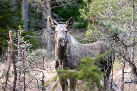 Relationsbyggande Viktigt F R Framg Ngsrik Lgf Rvaltning Nordisk Skog