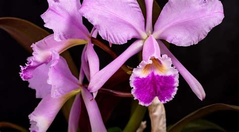 Cattleya Colombian Flower Meaning Best Flower Site