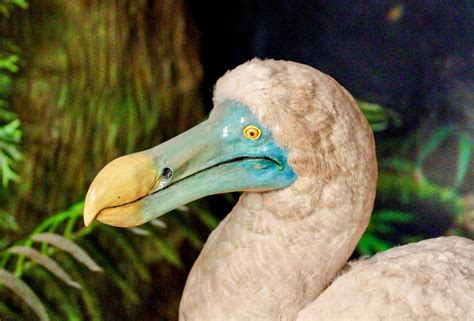 Can the dodo bird be brought back from extinction? - Earth.com 