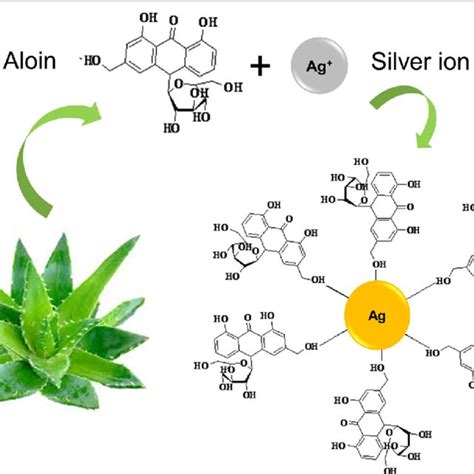 Formation Of Agnp The Chemistry Involved In The Synthesis Of Agnp