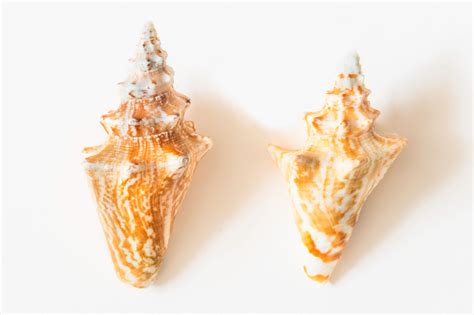 Types Of Conch Shells