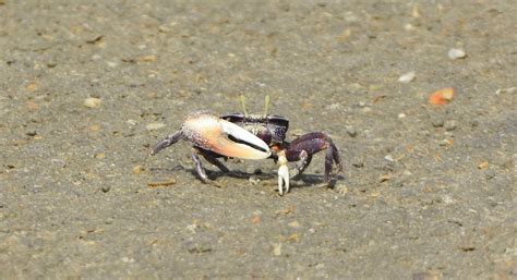 West African Fiddler Crab The Gambia January 2020 Flickr