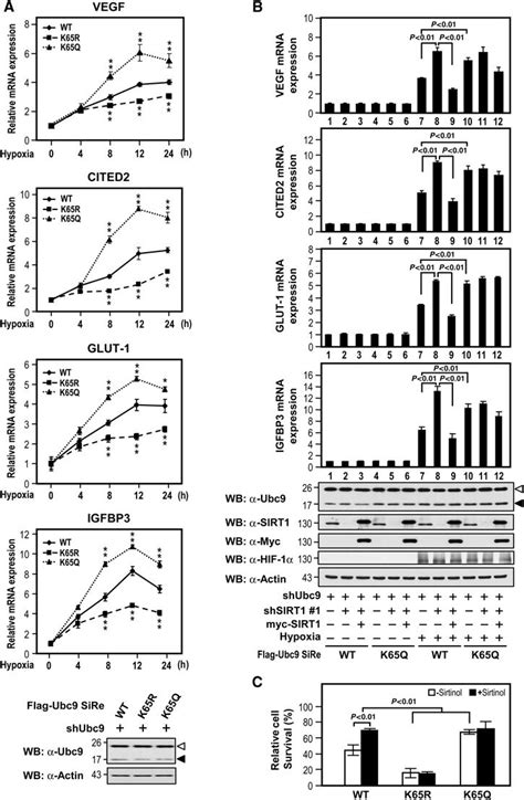 The Sirt Ubc Regulatory Axis Modulates Hypoxia Responsive Gene