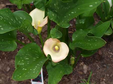 Why Are My Calla Lily Leaves Turning Yellow? - Homestead Gardener