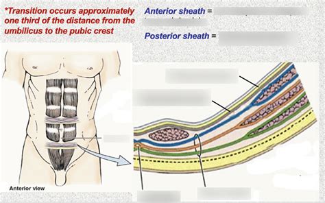 Rectus Sheath Below Arcuate Line Diagram Quizlet