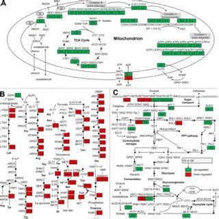 Impact of cellobiose on central carbon metabolism, amino acid... | Download Scientific Diagram