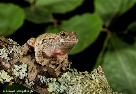 2604 Gray Tree Frog Hyla Versicolor Native To Much Of The Eastern Us