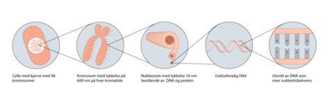 Naturfag Kapittel 8 Flashcards Quizlet