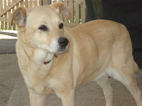 Foster Dog Blog: REBA! Best Yellow Lab Mix Ever!