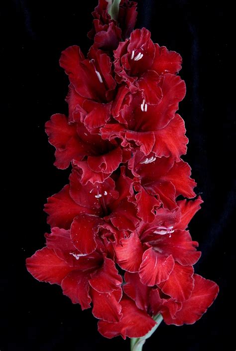 Гладиолус древняя магия (54 фото)