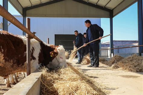 临沂河东养牛村的“犇”富路：“头雁”领航带动“群雁”齐飞澎湃号·媒体澎湃新闻 The Paper