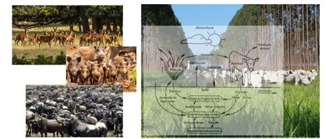 Agricultura Regenerativa Desafios E Perspectivas Futuras Milkpoint