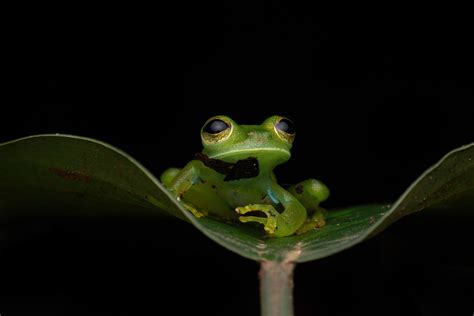 How to Photograph Rainforest Frogs - Nature TTL