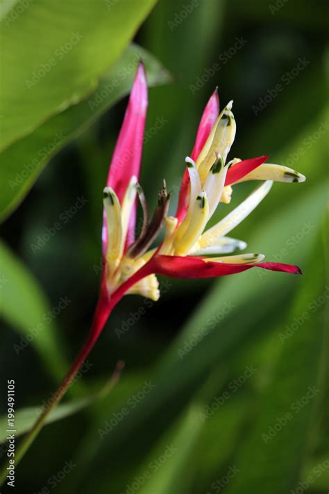 Helikonie Heliconia Psittacorum Lady Di Stock Photo Adobe Stock