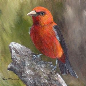 Bird Art Wildlife Painting Scarlet Tanager Original 5 X 5 Inch