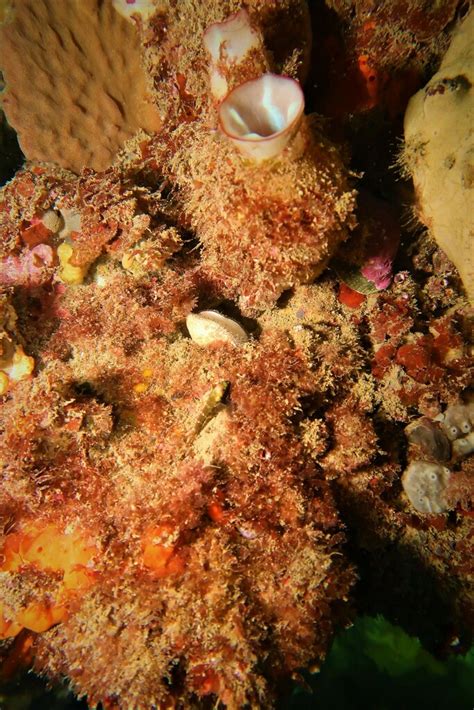 Mauve Mouth Ascidian From Aldinga Beach Sa Australia On December