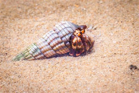 Hermit Crab Hiding In It S Shell On The Beach Madagascar Stock Image