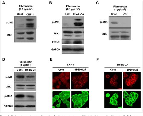 Figure From Rhoa Jnk Regulates The E Cadherin Junctions Of Human