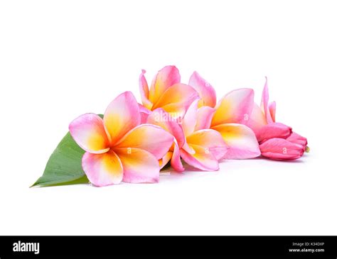 Frangipani Flower Isolated On White Background Stock Photo Alamy