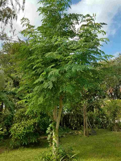 The tree of life: Moringa Oleifera - OnlineKhabar English News