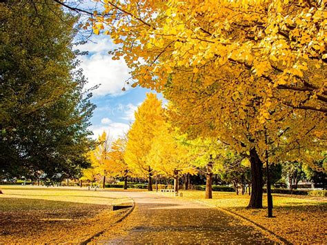 Ginkgo Tree Meaning and Its Ancient Symbolism Explained