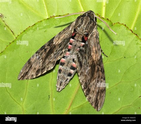 Convolvulus Hawkmoth Hi Res Stock Photography And Images Alamy