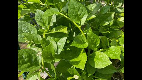 Collecting Malabar Spinach Seeds To Grow Youtube