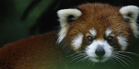 Red Panda Body Parts