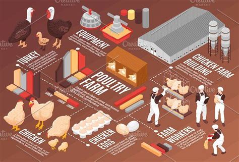Diagram Of Poultry Process Haccp Poultry Example Exle