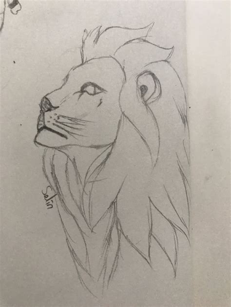 Asil Aslan Disegno Di Leone Schizzo Leone Disegno Leone