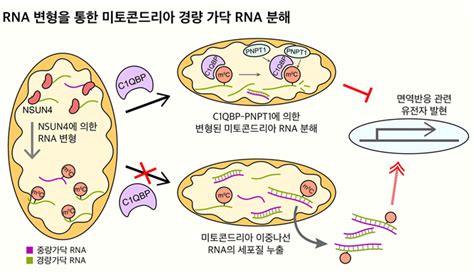 퇴행성 질환 유발 미토콘드리아 이중나선 Rna 조절 원리 규명 전자신문