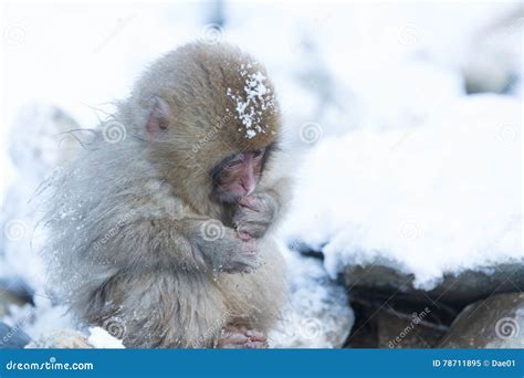 Snow Monkeys In A Natural Onsen Hot Spring Located In Jigokudani Park Yudanaka Nagano Japan